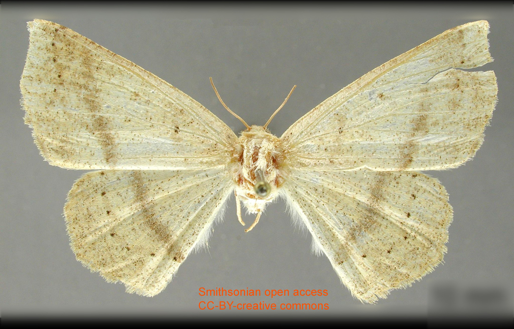 Sabulodes laticlavia
