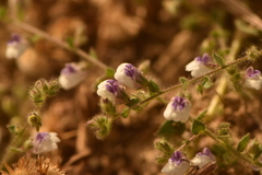 Kickxia lanigera