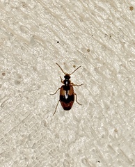 Lebia fuscata