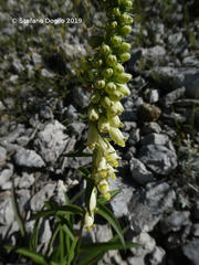 Digitalis micrantha