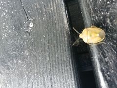 Chlorochroa pinicola
