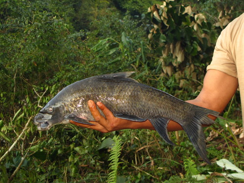 Brilhamer-labeo (Labeo dyocheilus) — Cyprinidae