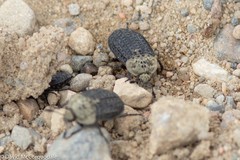 Thanatophilus lapponicus