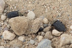 Thanatophilus lapponicus