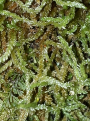 Weymouthia cochlearifolia