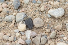 Thanatophilus lapponicus