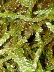 Weymouthia cochlearifolia