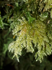 Camptochaete arbuscula