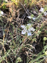 Nigella damascena