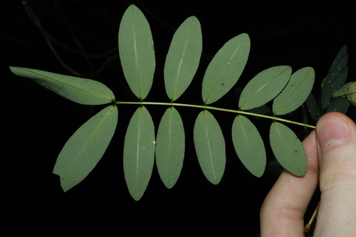 Image of Senna acclinis by (c) Thomas Mesaglio, some rights reserved (CC BY)
