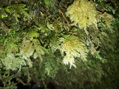 Camptochaete arbuscula