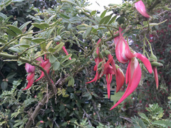 Clianthus puniceus