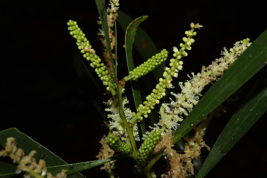 Maiden's Wattle (Acacia maidenii)  iNaturalist