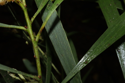 Image of Acacia maidenii by (c) Thomas Mesaglio, some rights reserved (CC BY)