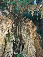 Dicksonia fibrosa x d lanata