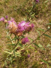 Centaurea trichocephala