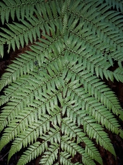 Dicksonia fibrosa x d lanata