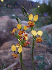 Diuris brumalis