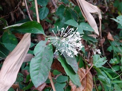 Ixoroideae