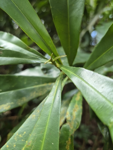 Ixonanthes icosandra observed 2025-01-08