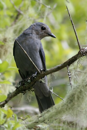 Grey Cuckooshrike (Ceblepyris caesius), photo 5
