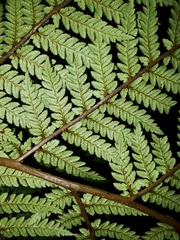 Dicksonia fibrosa x d lanata