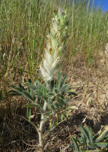 Astragalus stenocystis