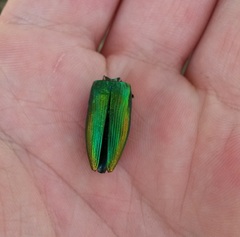 Eurythyrea