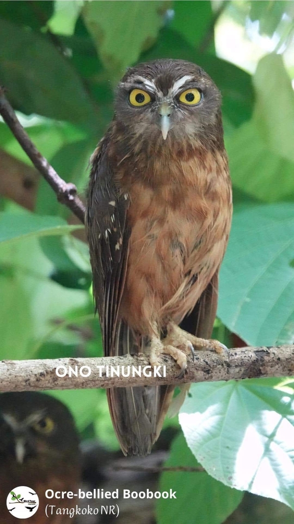 Ochre-bellied Boobook (Ninox ochracea)