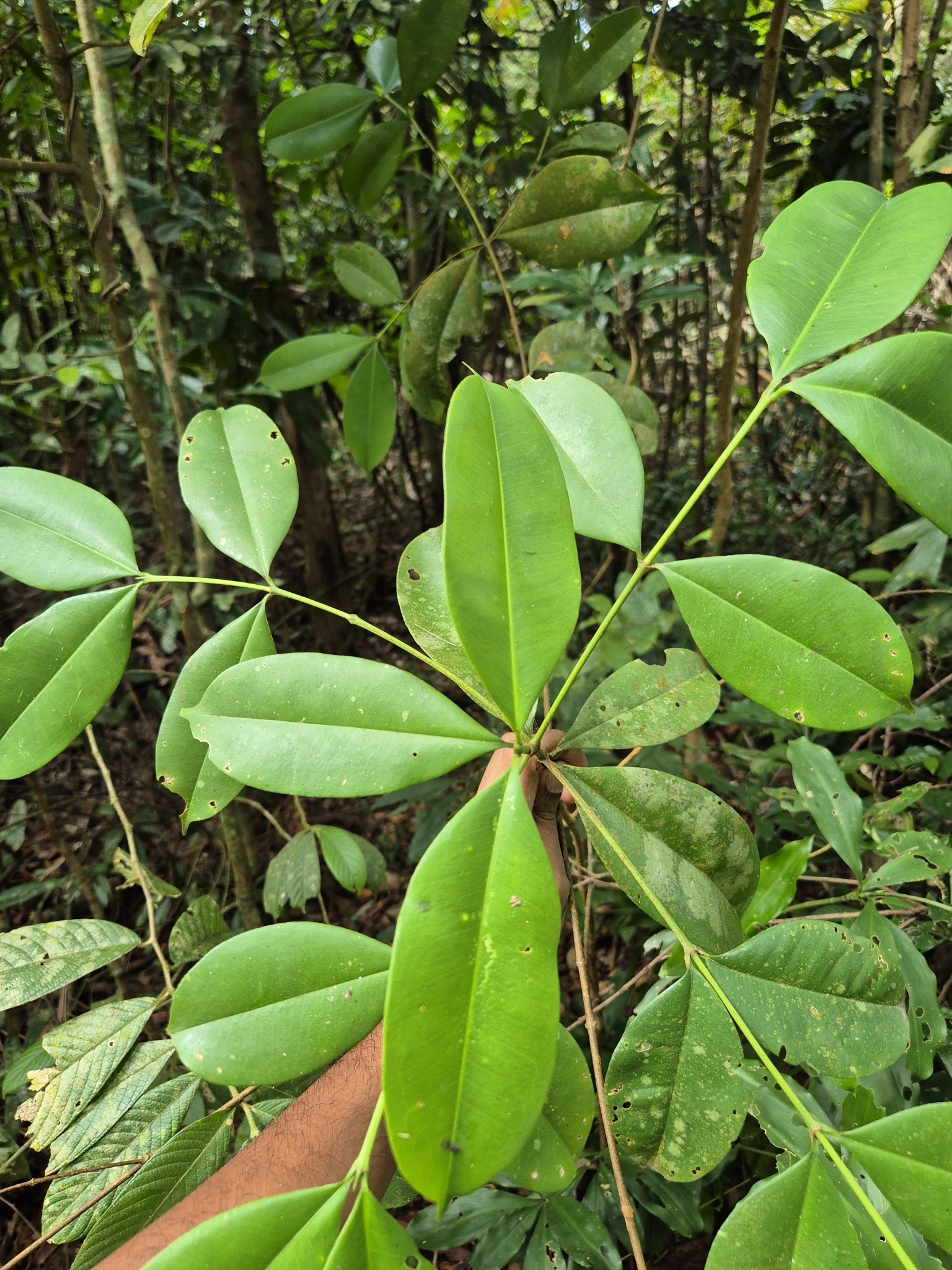 Imagem de Batata-de-purga