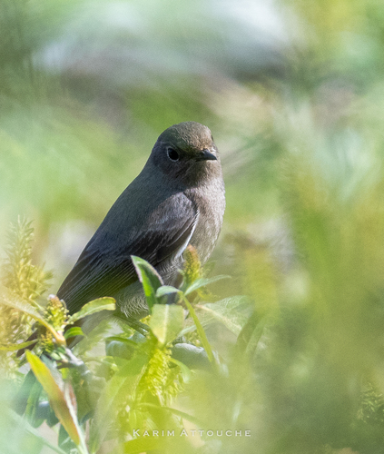 Black Redstart