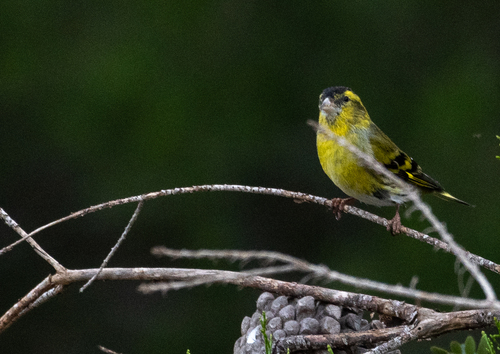 Eurasian Siskin