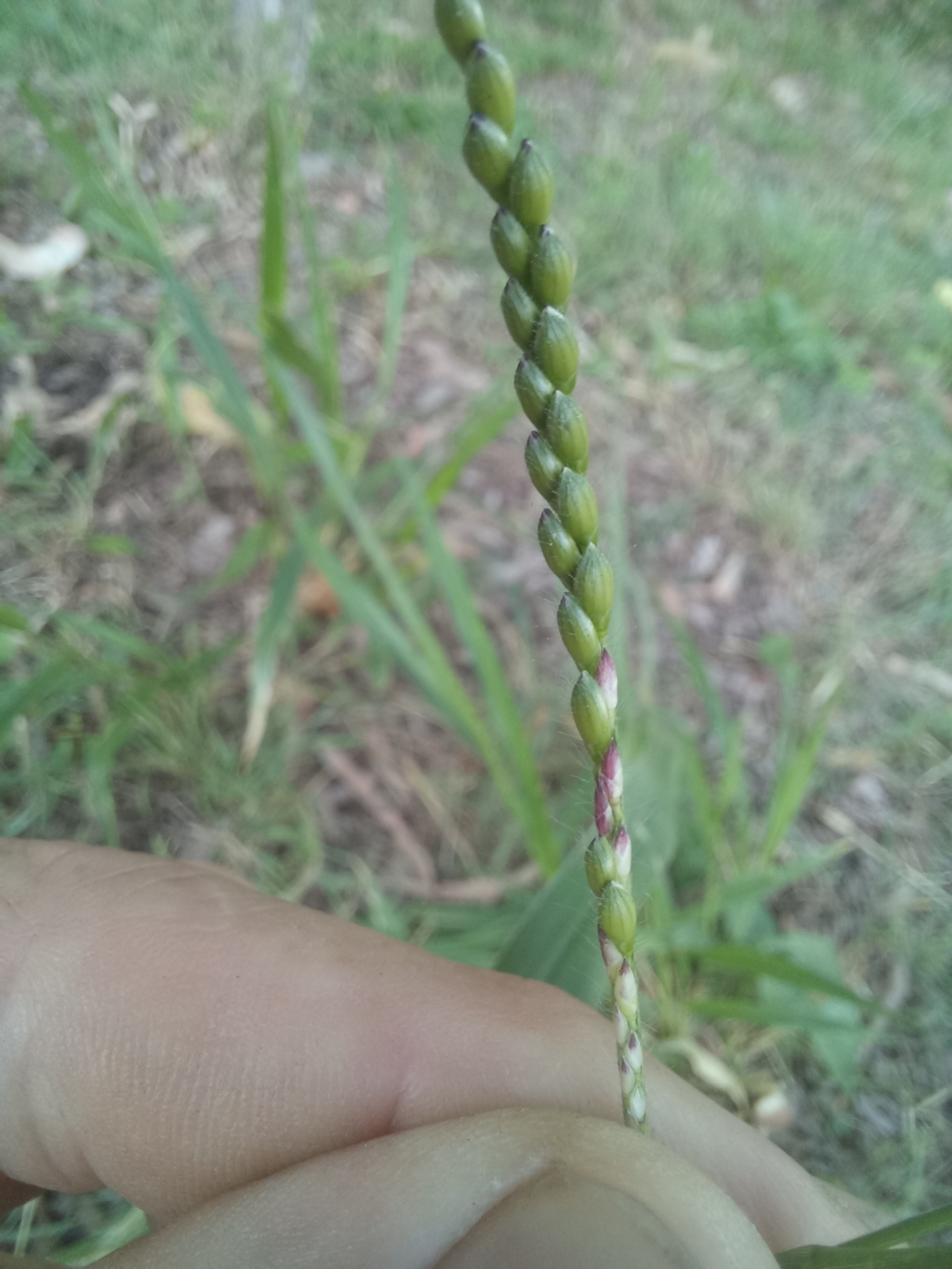 Imagem de Capim-massai