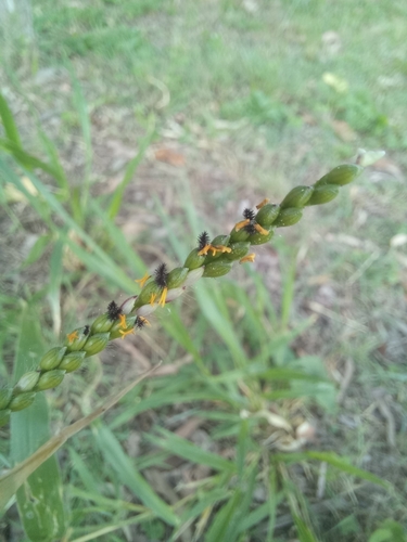 Foto de Capim-massai