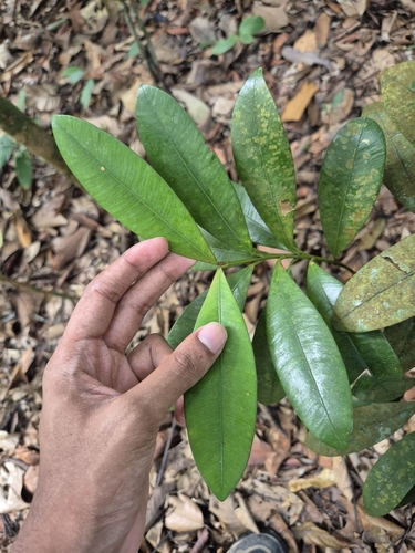 Calophyllum teysmannii observed 2025-01-08