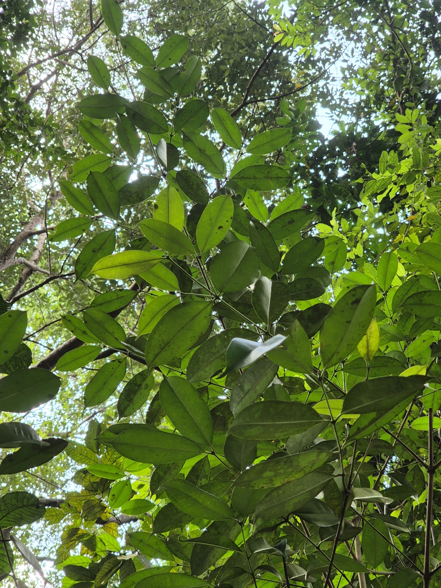 Imagem de Batata-de-purga