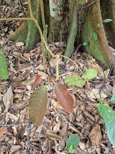Palaquium obovatum observed 2025-01-08