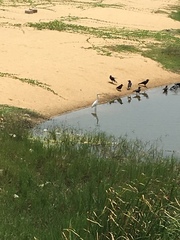 Ardea alba
