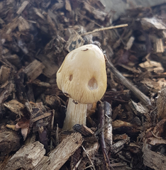 Agrocybe rivulosa