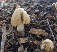 Agrocybe rivulosa