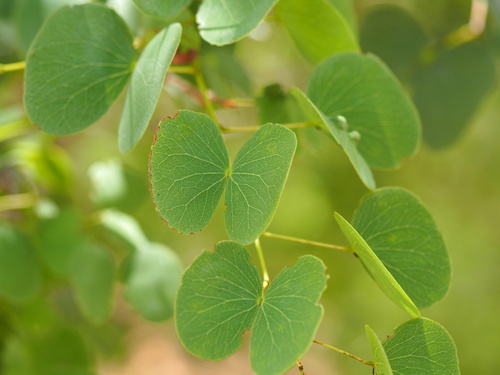 Lysiphyllum hookeri