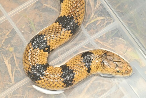 Yellow Sea Snake