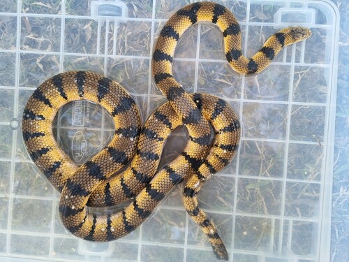 Yellow Sea Snake