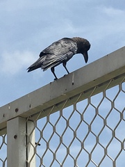 Corvus splendens