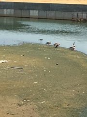 Ardea cinerea