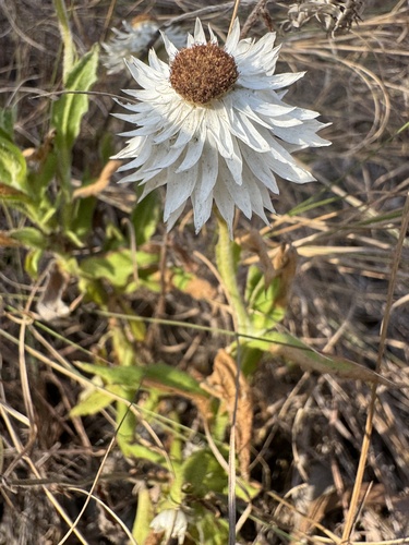 Helichrysum lanuginosum, 2024-11-02
