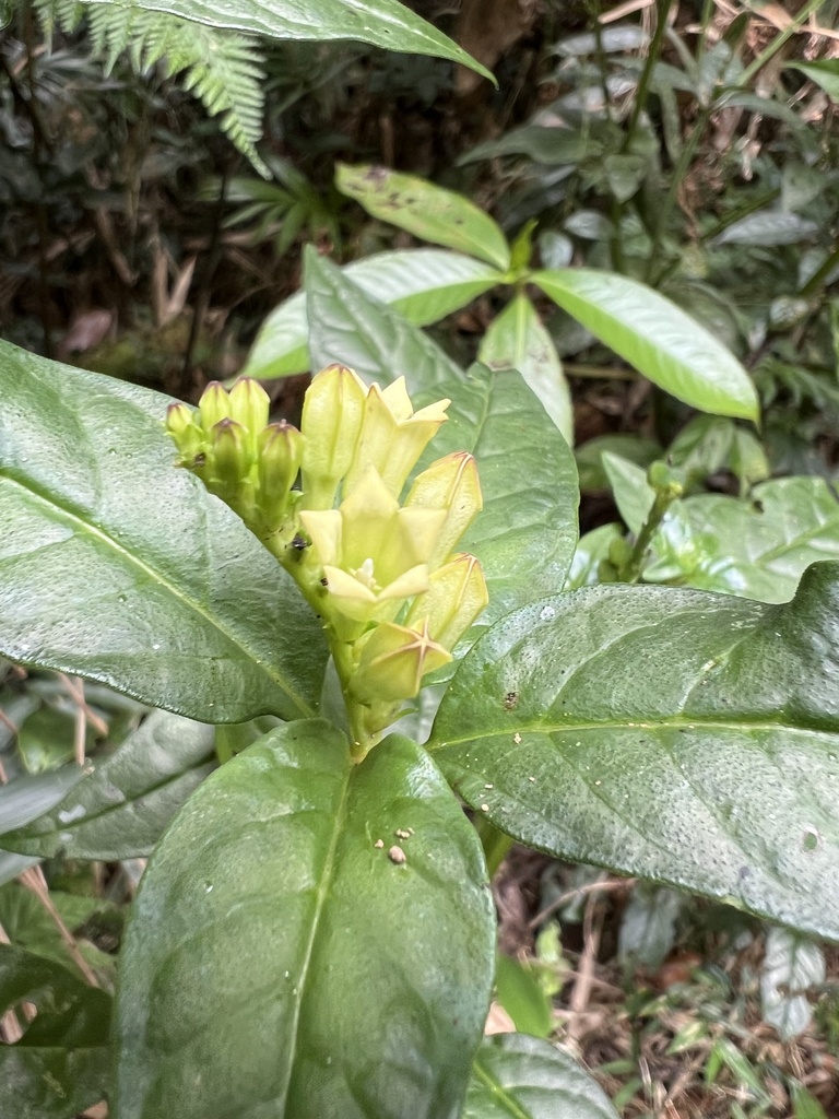 Spigelia tetraptera