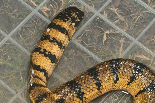 Yellow Sea Snake