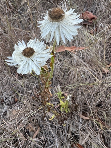 Helichrysum lanuginosum, 2024-11-02