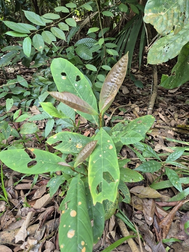 Palaquium obovatum observed 2025-01-08